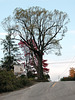 Tree north of Montreal