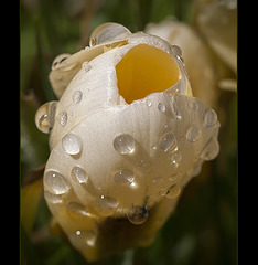 Droplet-Covered Crocus