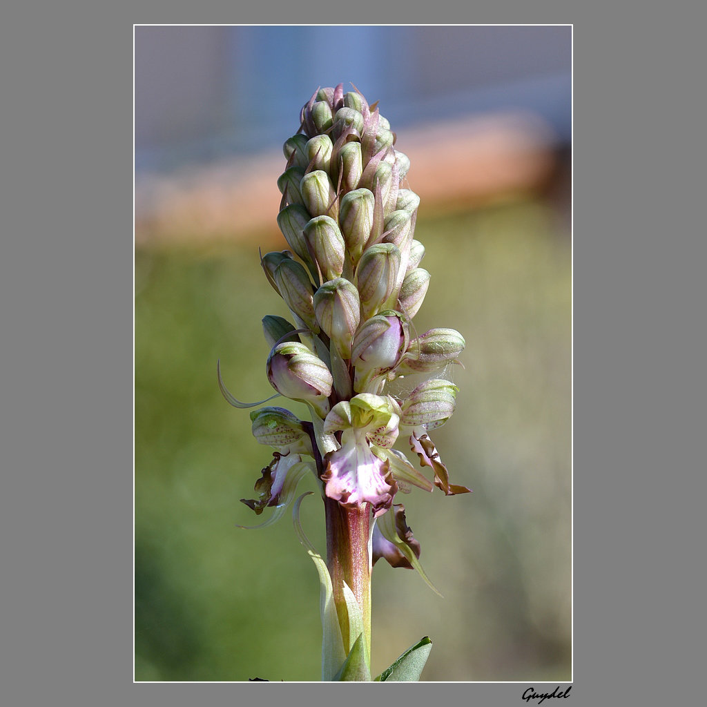 Orchis Géant