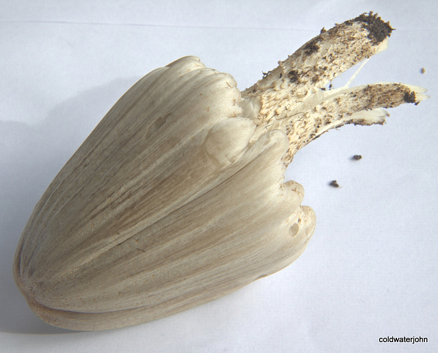 Identifying Fungi? Coprinopsis atramentaria (Common Inkcap)?