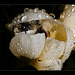 Sleepy Bumble Bee in a Crocus Blossom