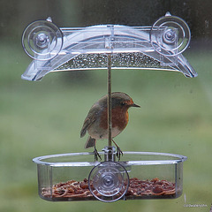 Robin admiring his new window feeder 5261632564 o