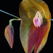 Lepanthes escobariana