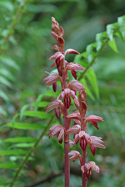 Striped Coralroot