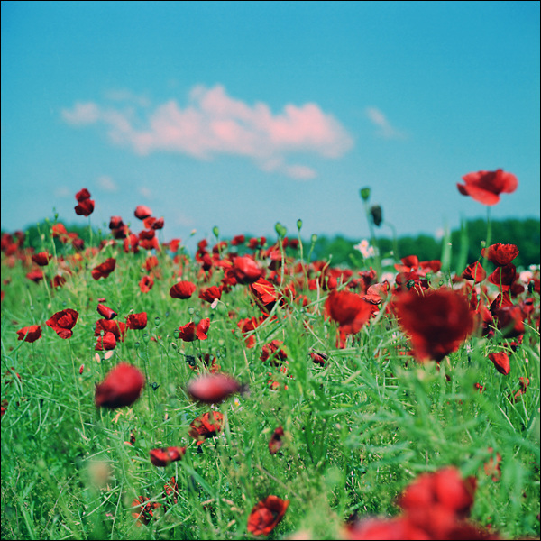 Fehmarn Mohn