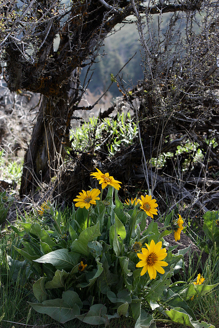 Balsamroot and Sagebrush