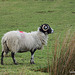 Dales Sheep