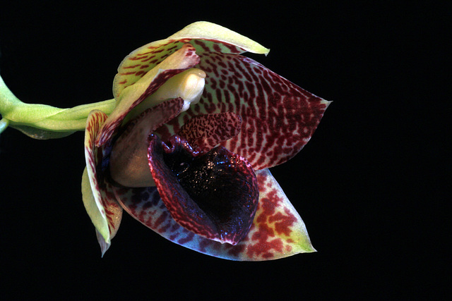 Promenea stapelioides