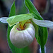 Sparrow's-egg Lady's Slipper