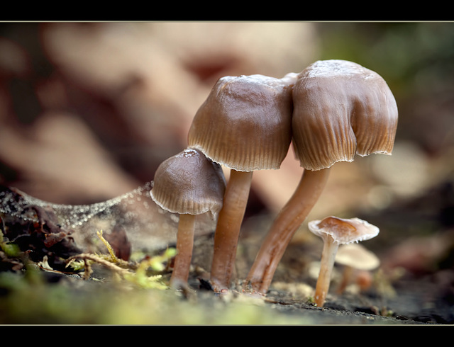 The Addams Family = The Fungus Family