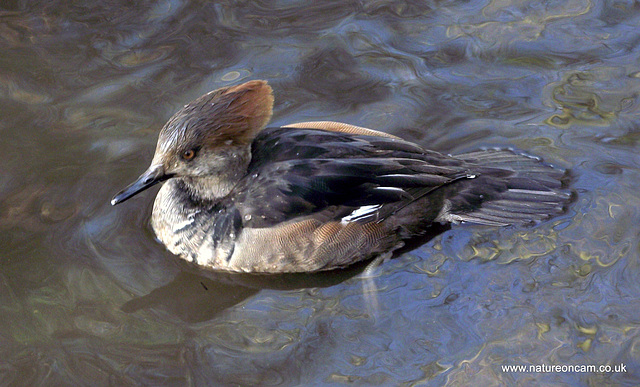 Martin Mere inhabitant