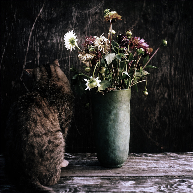 Katze + Blumen