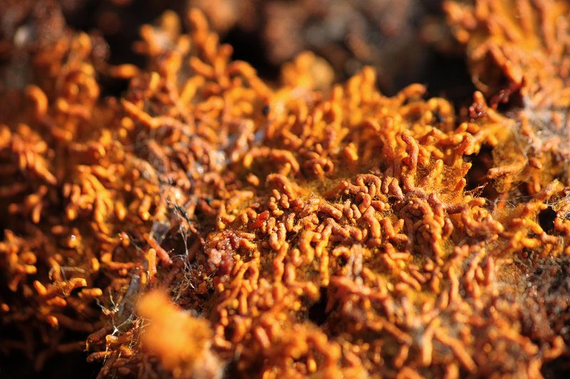 Fungi Under Logs