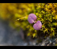 Tiny Droplet High Above, Oh My! (well, about 1" off the ground, anyway!)