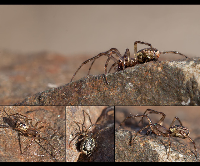 Tiny Spiders!