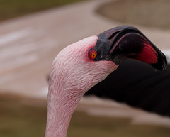 Pink Flamingo Portrait