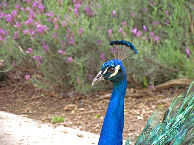 Peacock