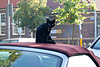 Cat on a soft top roof