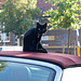 Cat on a soft top roof