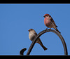 Mr. and Mrs. House Finch Ready to Start a Family!