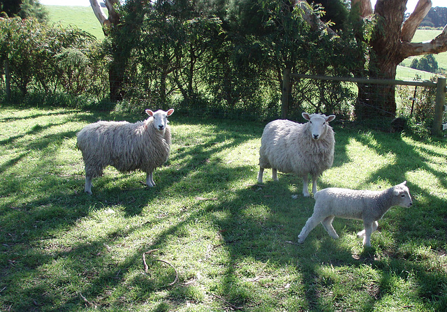 sheep looking un-stressed