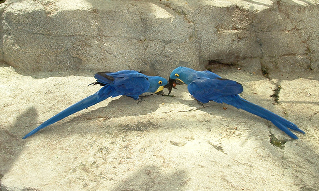 Hyacinth Macaws