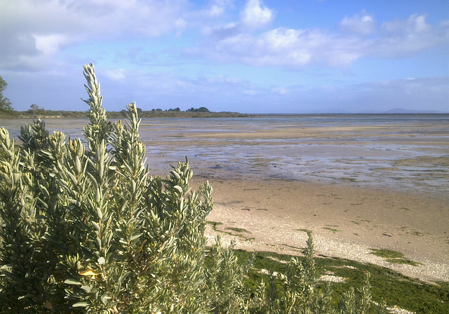 Port Albert - mud flats by Old Port Trail