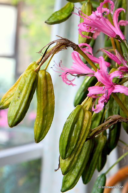 Pond Bullrush Pods...