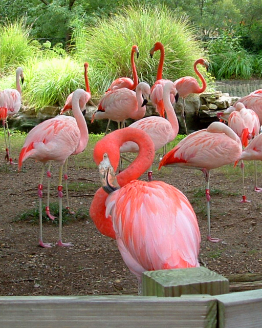 Flamingos