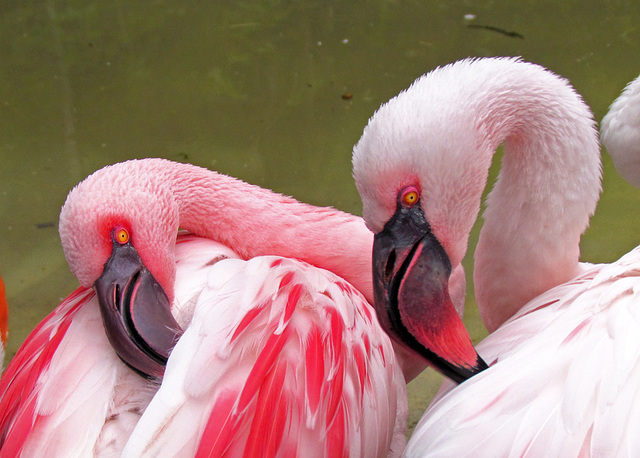 Flamingo Portraits