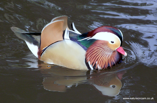 Martin Mere inhabitant