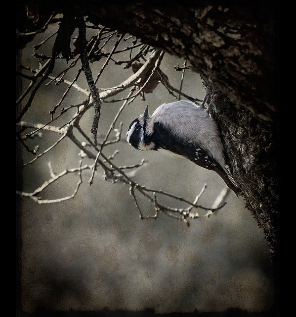 Textured Downy Woodpecker