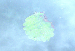 leaf in water II
