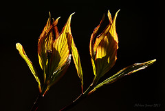 Cornus Leaves