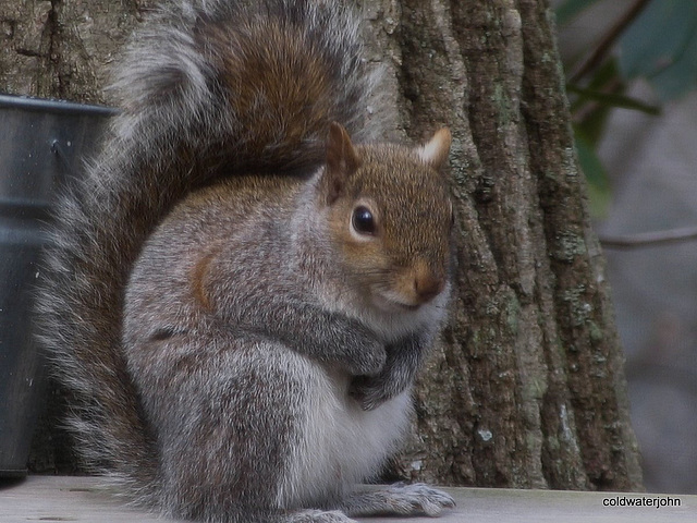 Grey Tree Rat!