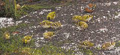 Siskins amunching...