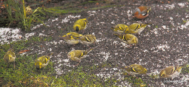 Siskins amunching...