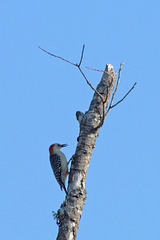 Red Bellied Woodpecker