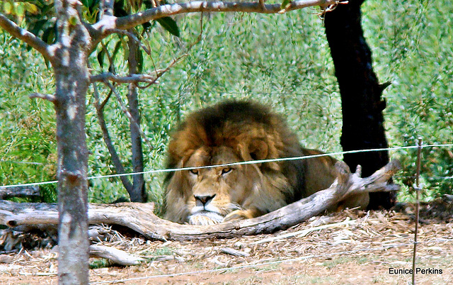 Lion resting