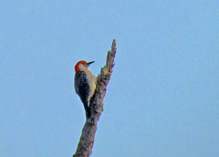 Red-bellied Woodpecker