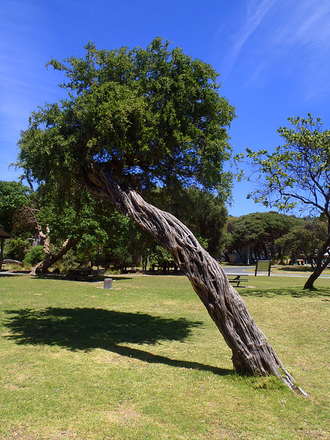 coastal tea tree