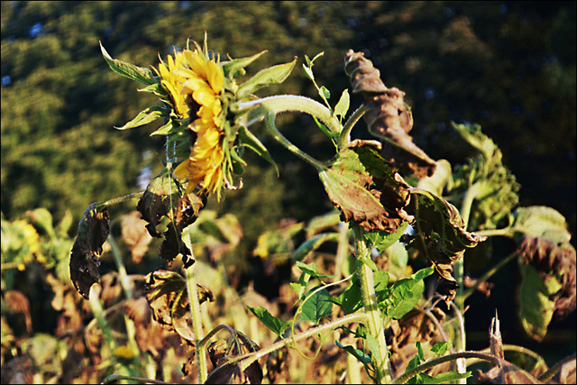 Sonnenblume