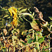 Sonnenblume