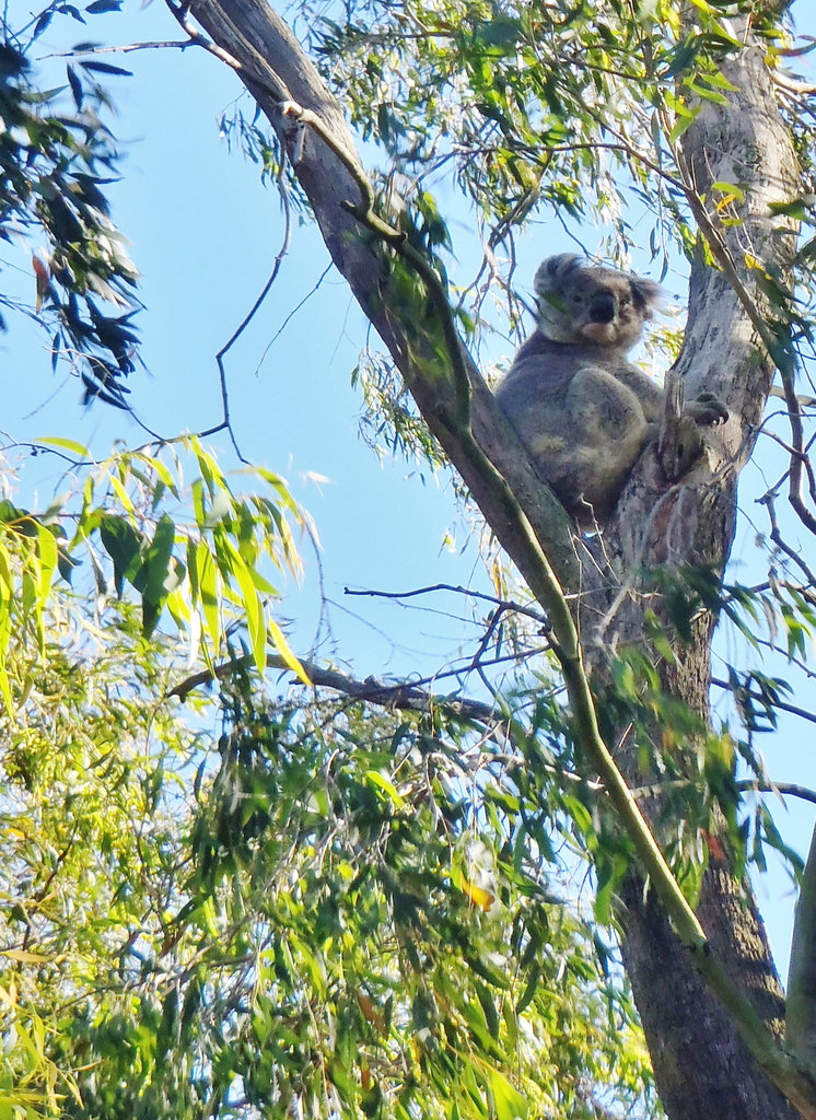 Fish Creek koala