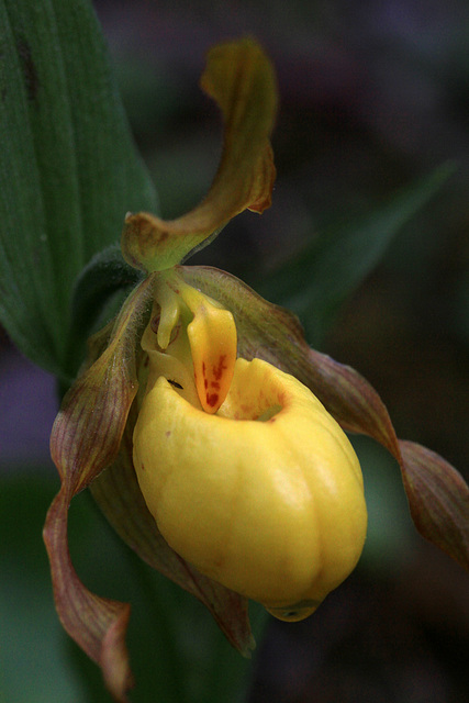 Cypripedium parviflorum var. pubescens