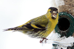 Siskin breakfasting in the snow