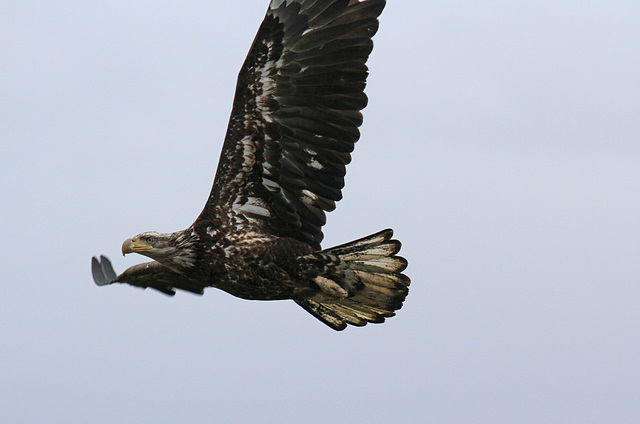 Immature Bald Eagle