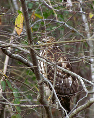 Red Tailed Hawk