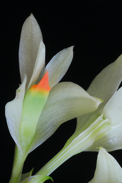 Dendrobium pentapterum