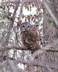 Barred Owl